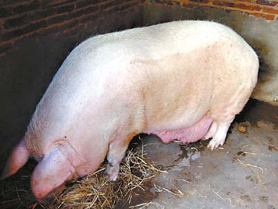 猪的寿命是多少年-野猪寿命多长-第2张图片-妙冉理财网