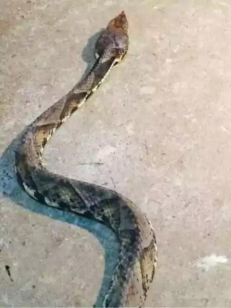 中国最大的蛇-中国最大的蛇有多大-第2张图片-妙冉理财网