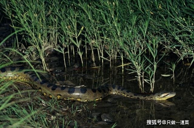 中国发现最大的蛇-猪为什么是蛇的天敌-第2张图片-妙冉理财网